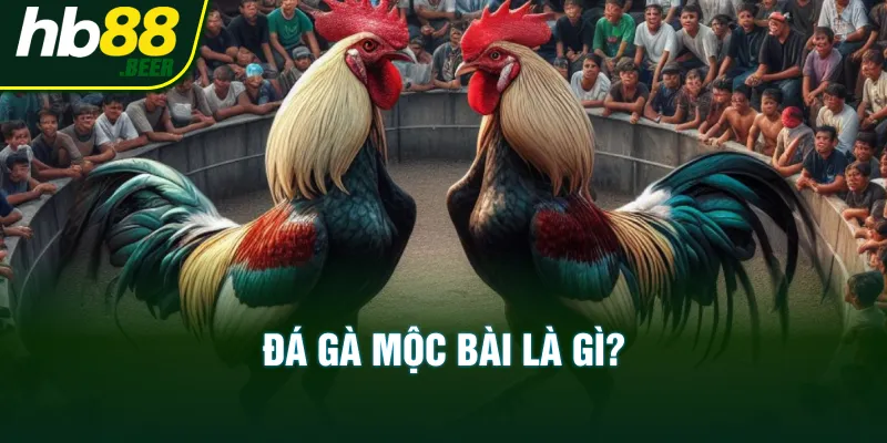 Đá gà mộc bài là gì?