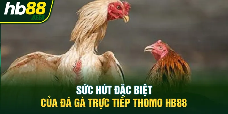 Sức hút đặc biệt của đá gà trực tiếp Thomo Hb88