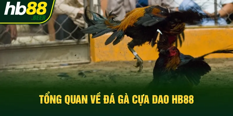 Tổng quan về đá gà cựa dao Hb88